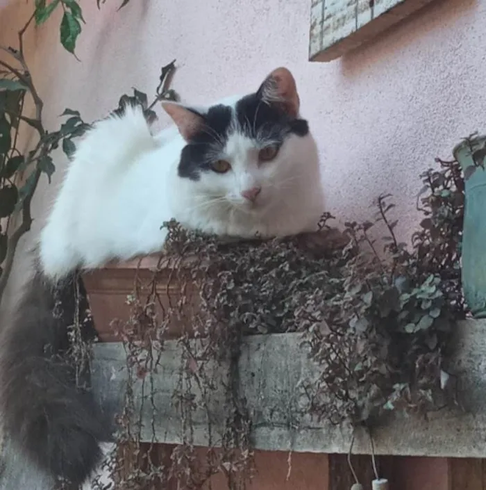 Gato ra a SRD-ViraLata idade 2 anos nome Hala