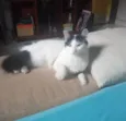 Hala