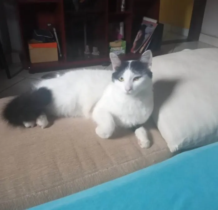 Gato ra a SRD-ViraLata idade 2 anos nome Hala