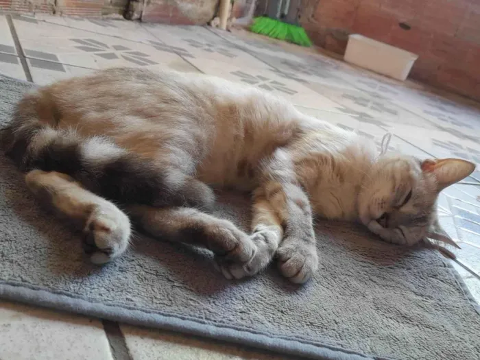 Gato ra a Siamês idade 1 ano nome Maya