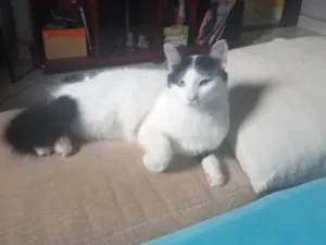 Gato raça SRD-ViraLata idade 2 anos nome Hala