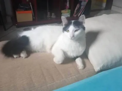 Gato raça SRD-ViraLata idade 2 anos nome Hala