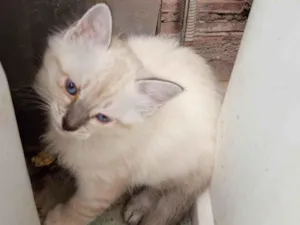 Gato raça Siamês idade Abaixo de 2 meses nome Mily
