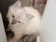 Mily