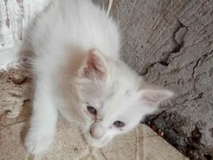 Gato raça Siamês idade Abaixo de 2 meses nome Meg