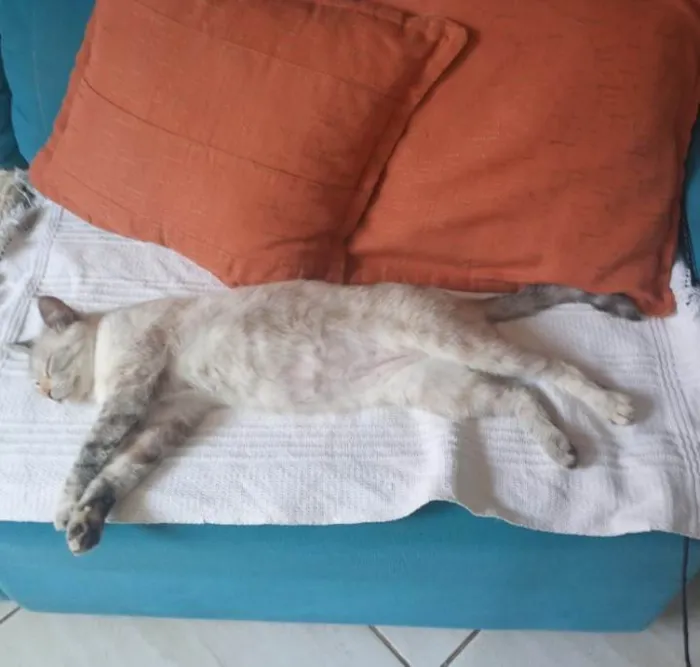 Gato ra a SRD-ViraLata idade 3 anos nome Sol