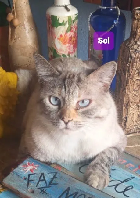 Gato ra a SRD-ViraLata idade 3 anos nome Sol