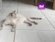 Sol