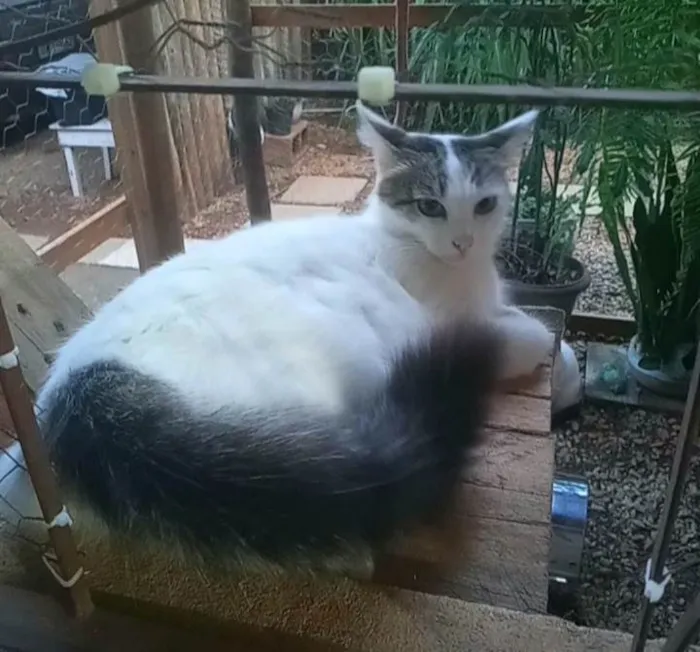 Gato ra a SRD-ViraLata idade 3 anos nome Lua