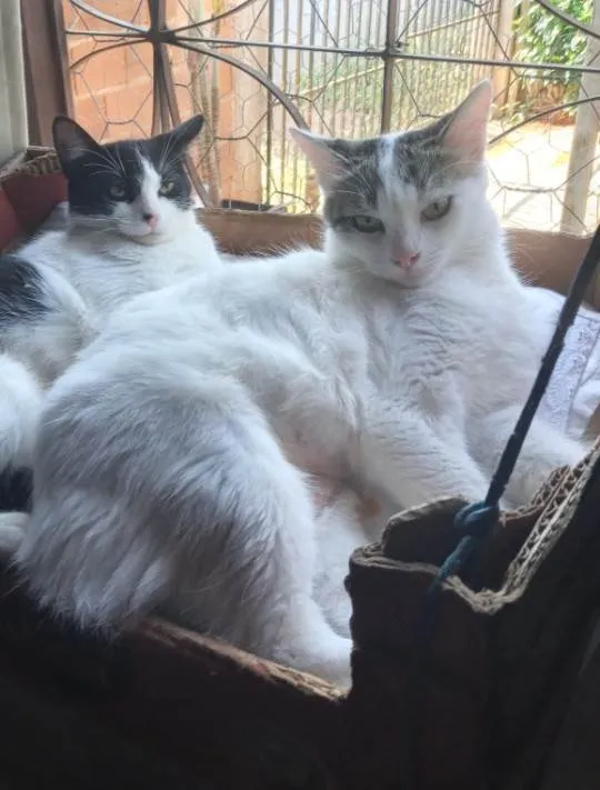 Gato ra a SRD-ViraLata idade 3 anos nome Lua