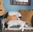 Lua