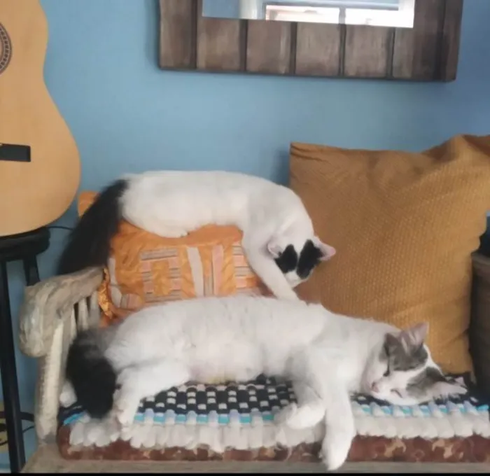 Gato ra a SRD-ViraLata idade 3 anos nome Lua