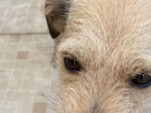 Cachorro raça SRD-ViraLata idade 3 anos nome Luna 