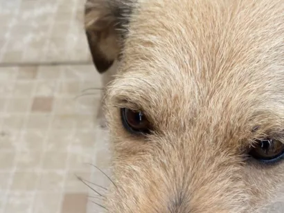 Cachorro raça SRD-ViraLata idade 3 anos nome Luna 