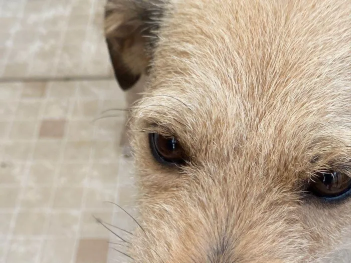 Cachorro ra a SRD-ViraLata idade 3 anos nome Luna 