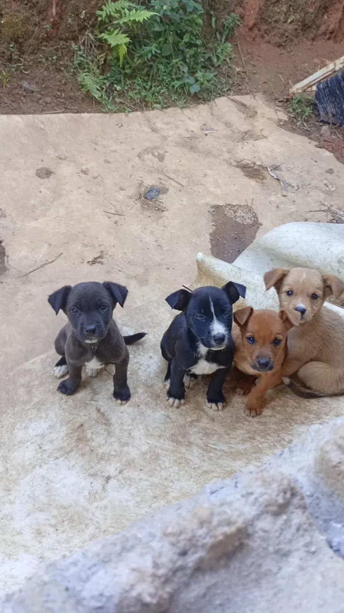 Cachorro ra a SRD-ViraLata idade Abaixo de 2 meses nome Ana Paula Ferreira de Freitas
