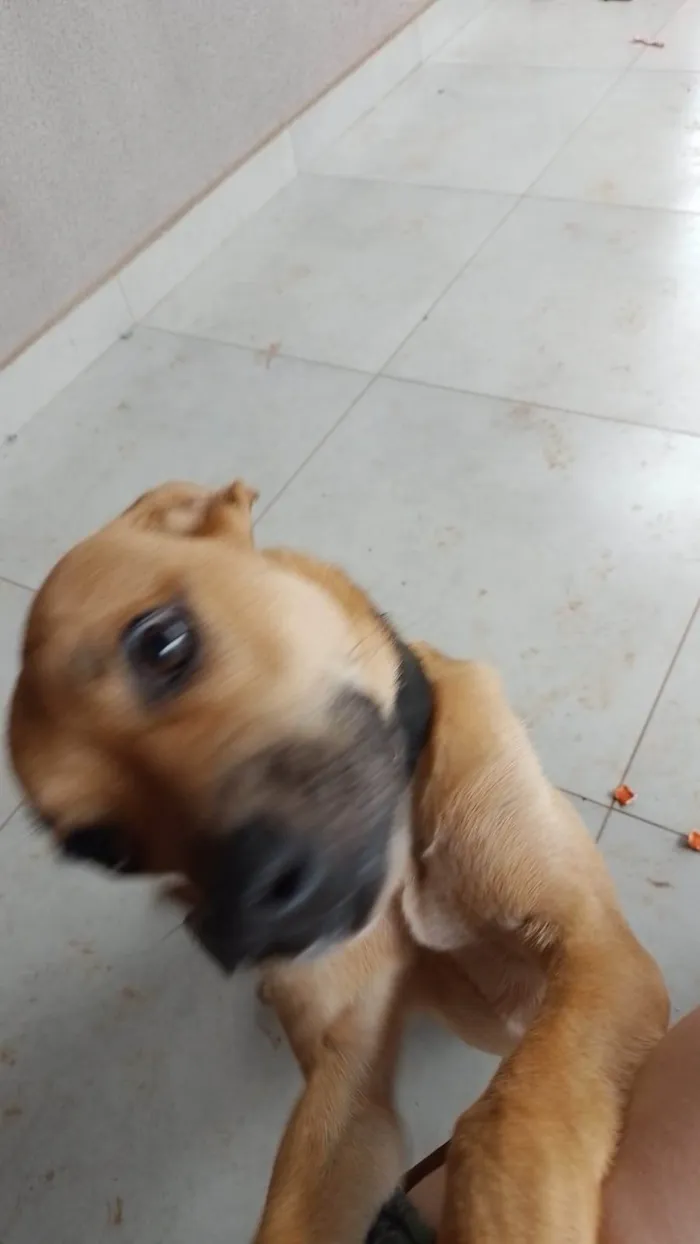 Cachorro ra a SRD-ViraLata idade 7 a 11 meses nome ZEZÉ