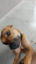 ZEZÉ