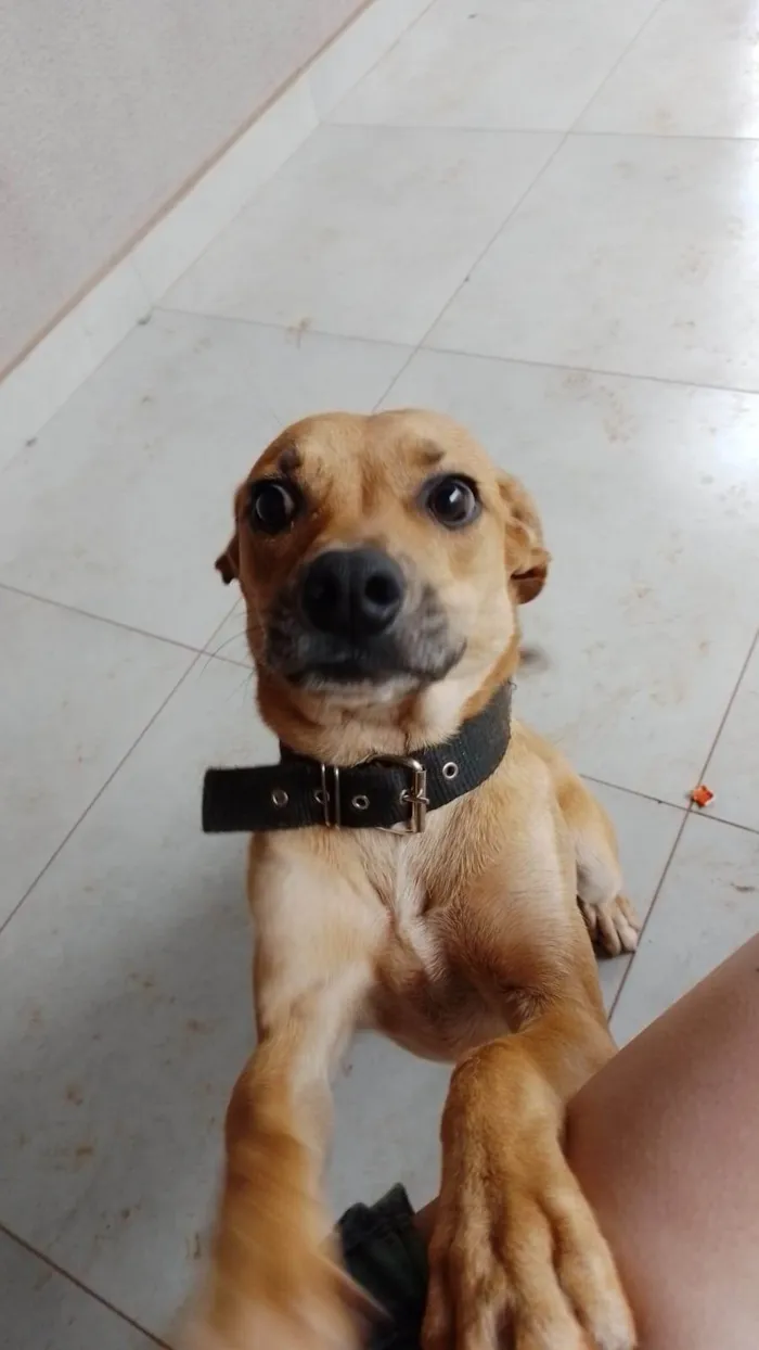 Cachorro ra a SRD-ViraLata idade 7 a 11 meses nome ZEZÉ