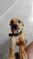 ZEZÉ