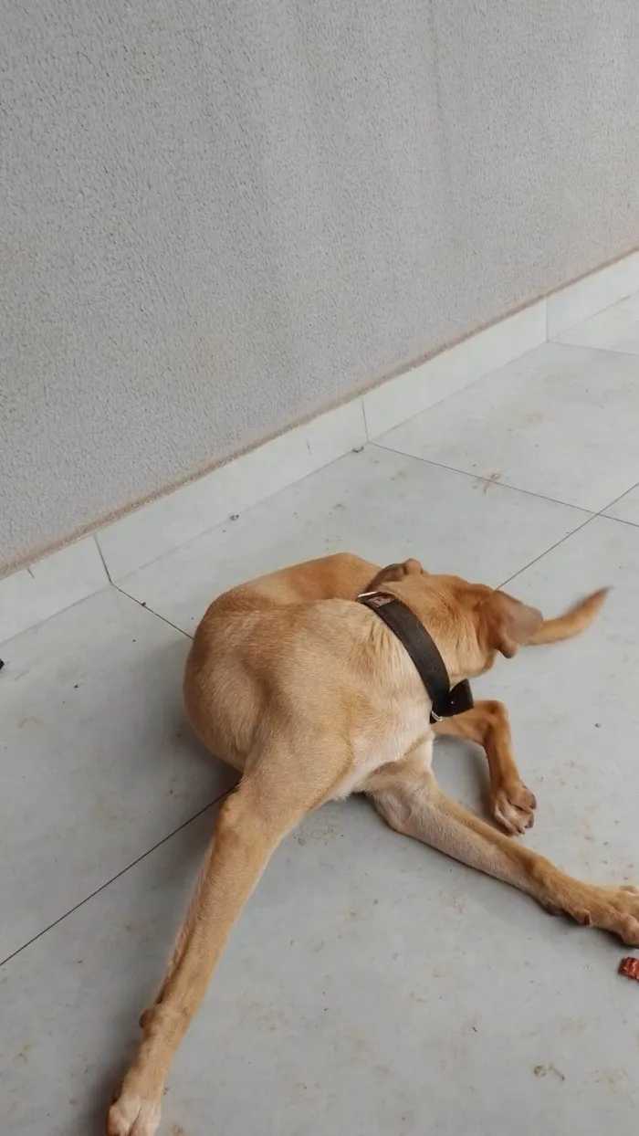 Cachorro ra a SRD-ViraLata idade 7 a 11 meses nome ZEZÉ