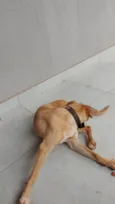 ZEZÉ