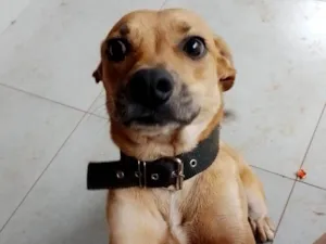 Cachorro raça SRD-ViraLata idade 7 a 11 meses nome ZEZÉ