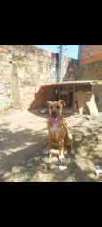 Aquiles