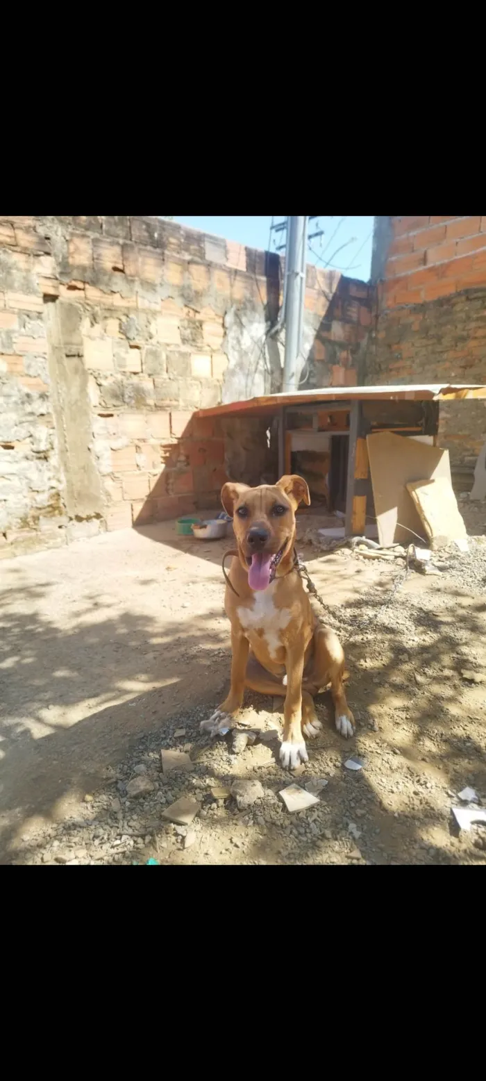 Cachorro ra a Husky Siberiano idade 7 a 11 meses nome Aquiles