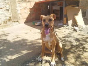 Cachorro raça Husky Siberiano idade 7 a 11 meses nome Aquiles