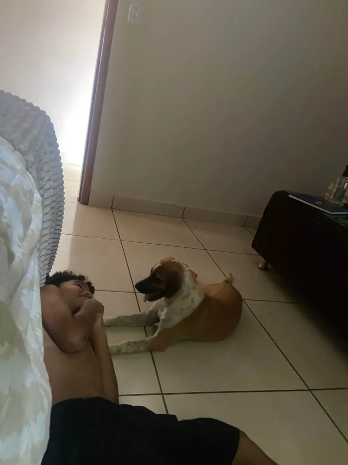 Cachorro ra a SRD-ViraLata idade 1 ano nome Mel