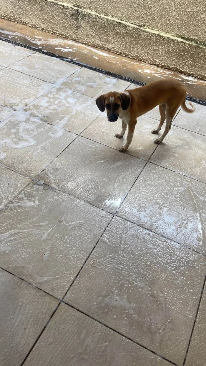 Cachorro ra a SRD-ViraLata idade 1 ano nome Mel