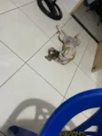 Mel