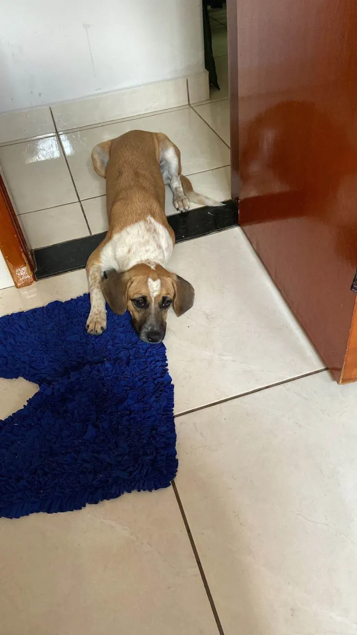 Cachorro ra a SRD-ViraLata idade 1 ano nome Mel