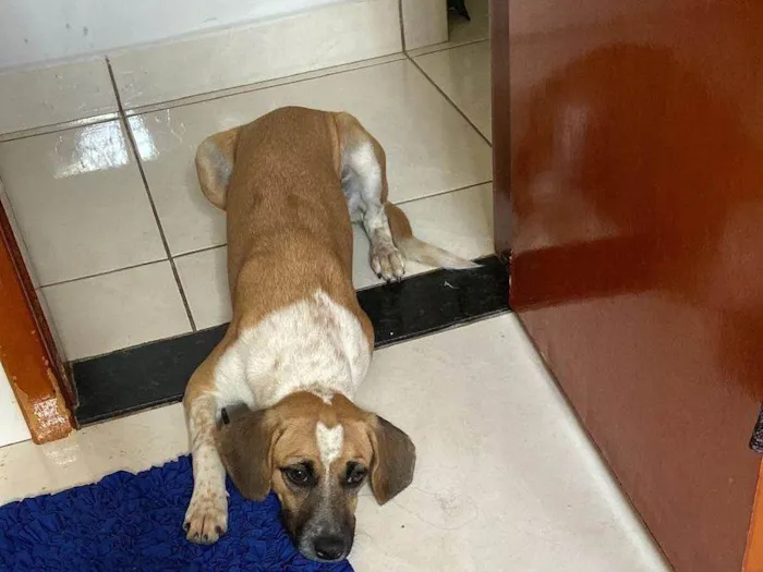 Cachorro ra a SRD-ViraLata idade 1 ano nome Mel