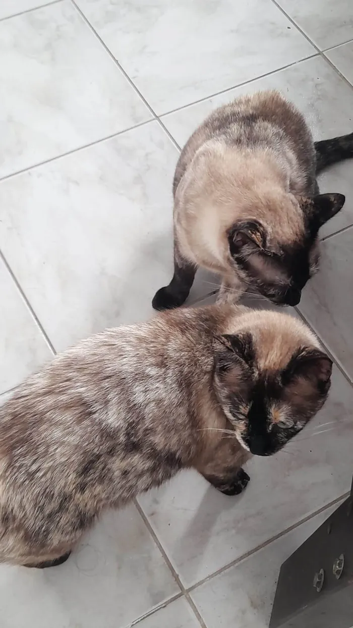 Gato ra a SRD-ViraLata idade 1 ano nome Mãe e filha 