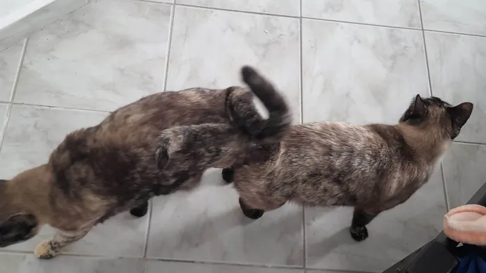 Gato ra a SRD-ViraLata idade 1 ano nome Mãe e filha 