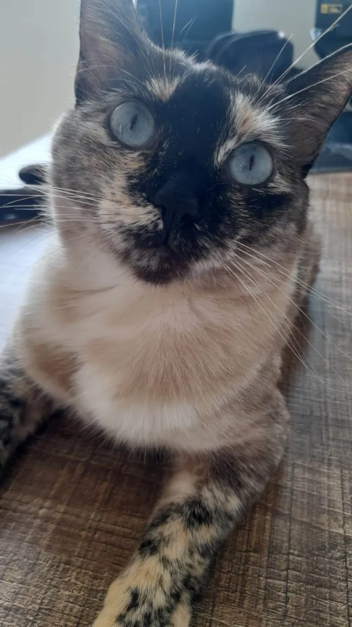 Gato ra a SRD-ViraLata idade 1 ano nome Mãe e filha 
