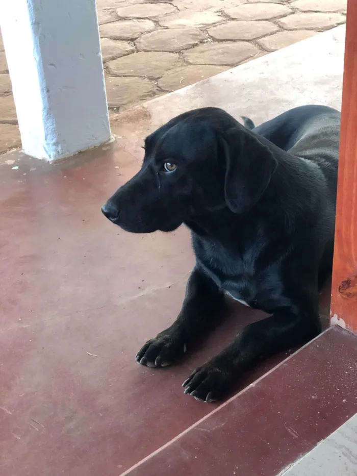 Cachorro ra a SRD-ViraLata idade 6 ou mais anos nome Bryan 