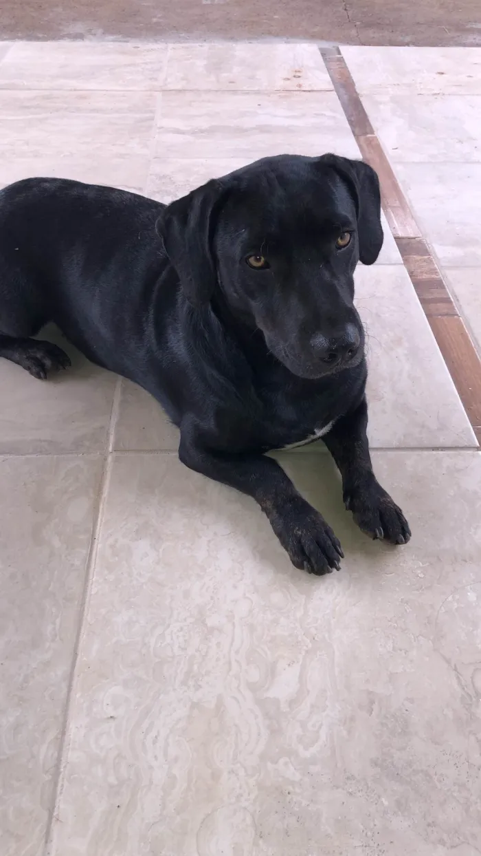 Cachorro ra a SRD-ViraLata idade 6 ou mais anos nome Bryan 