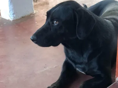 Cachorro raça SRD-ViraLata idade 6 ou mais anos nome Bryan 