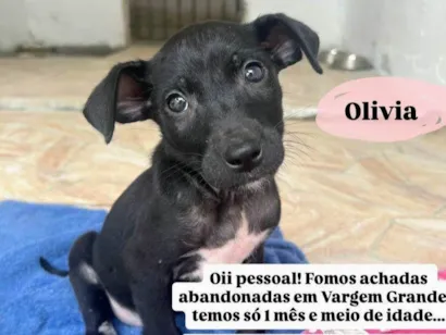 Cachorro raça SRD-ViraLata idade 2 a 6 meses nome Olivia 