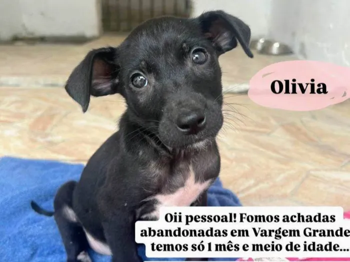 Cachorro ra a SRD-ViraLata idade 2 a 6 meses nome Olivia 