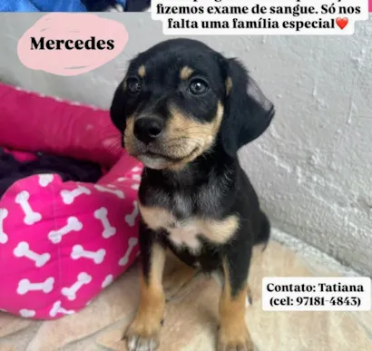 Cachorro raça SRD-ViraLata idade 2 a 6 meses nome Mercedes 
