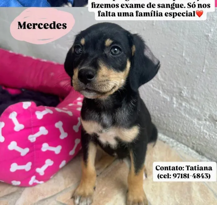 Cachorro ra a SRD-ViraLata idade 2 a 6 meses nome Mercedes 