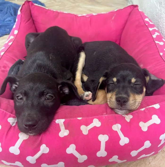 Cachorro ra a SRD-ViraLata idade 2 a 6 meses nome Mercedes 
