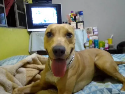 Cachorro raça Pit-Bull idade 4 anos nome Pandora