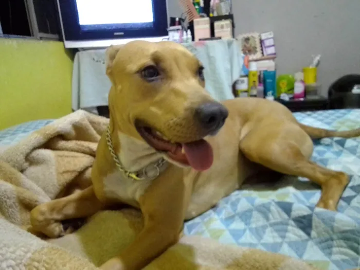 Cachorro ra a Pit-Bull idade 4 anos nome Pandora