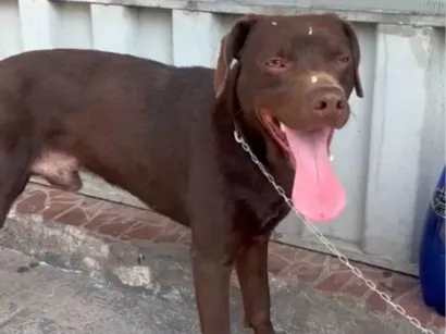 Cachorro raça Labrador idade 1 ano nome Marrom