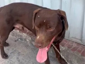 Cachorro raça Labrador idade 1 ano nome Marrom